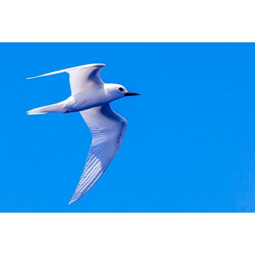 Norring, Tom 아티스트의 White Tern in Hawaiian a Manu-o-Ku in flight-Waikiki작품입니다.